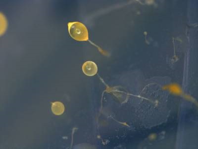New Process Produces THC Precursor from Amoebae