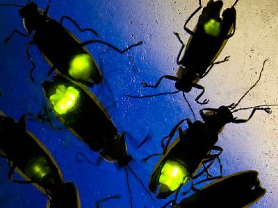 Firefly-inspired Method Enables Simple, Inexpensive Pesticide Testing