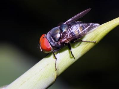 How Blow Flies Could Be Used to Detect Chemical Weapons