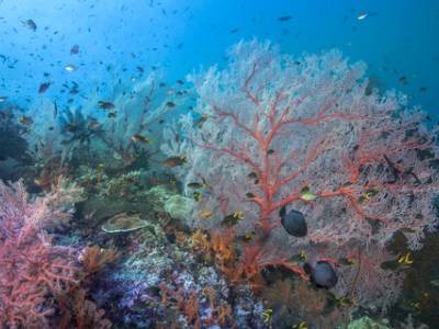 Environmental DNA Reveals Hidden Reef Diversity