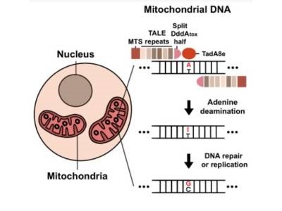  New Technology Solves ‘Missing Puzzle Piece’ in Mitochondrial Genome Editing
