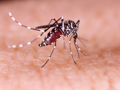 Self-deleting Temporary Transgenes Tested in Mosquitos