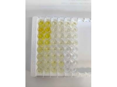 Great Product for BMP-4 ELISA on Mouse Samples