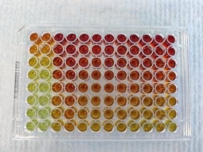 Excellent Product for Protein Quantification