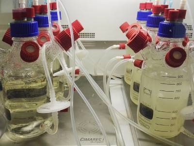 Looped Bioreactor System Stabilizes Microbial Communities
