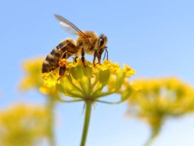 Researchers Hone Methods to Study Bee Health Through Honey