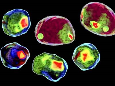 Buyer's Guide: Fluorophores for Flow Cytometry