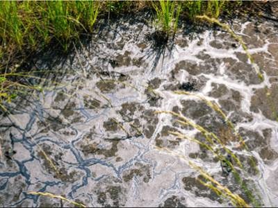Electron Microscopy Helps Get to the Root of Soil Pollution