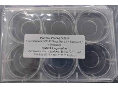 Glass-bottomed 6-well Plate for Ependymal Cell Culture