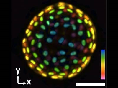 Microscope System Captures 3D Images of Organoids in Milliseconds