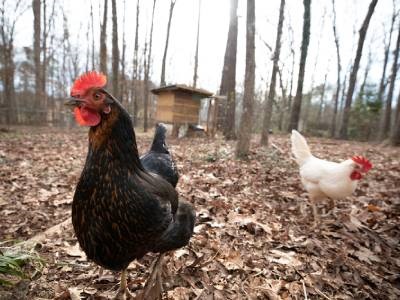 Hi-res Technique Detects More Salmonella Strains on Poultry Farms