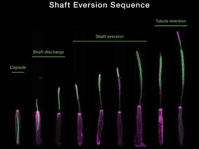Study Captures Process of Anemone Sting in Unprecedented Detail