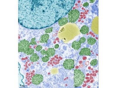 Army Study Demonstrates Potential of mRNA Antibody Therapies