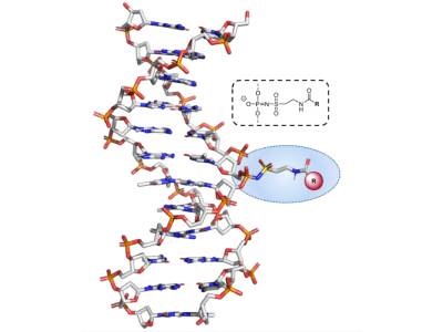 Researchers Develop Easy, Low-cost Method for Modifying Oligos