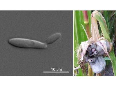 Project Aims to Produce Palm Oil Substitute from Corn Waste
