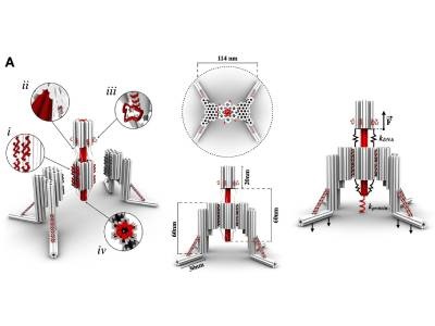 DNA Origami ‘Nano-robot’ Aids Study of Cellular Mechanosensitivity
