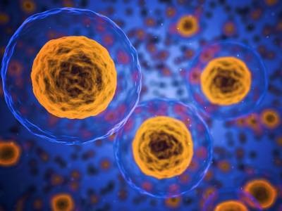 Manipulation of Chromosomes in Live Cells Reveals Their Fluid Properties