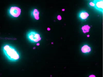 Single-molecule Microscopy Reveals Efficiency of Pore-forming Proteins