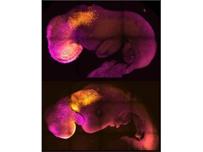‘Synthetic’ Mouse Embryo Grown from Stem Cells Has Beating Heart, Brain