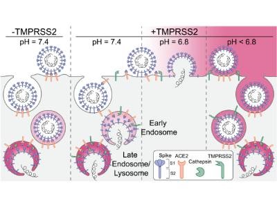 Footage of Virus Infecting Cell Reveals pH Requirements for SARS-CoV-2