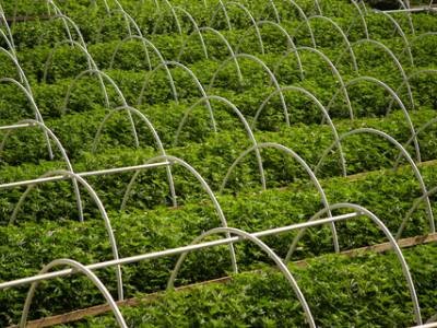 Cannabis Legalization Reduces Stock Market Value of Pharmaceutical Firms, Study Finds