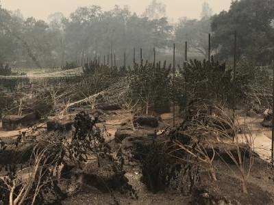 California Wildfires Pose Greater Threat to Cannabis Than Other Crops