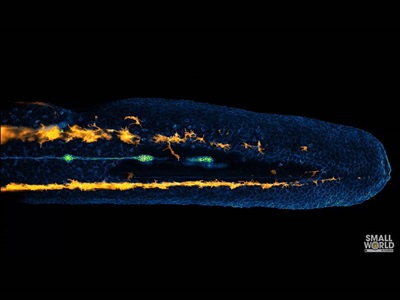 Watch: The Dynamics of Zebrafish Embryo Development