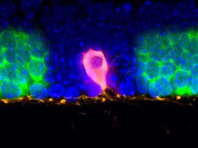 Using Light to ‘Geotag’ RNA Under Microscope Can Boost Transcriptomics