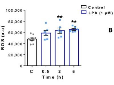 Detection of ROS in Microglia Cells