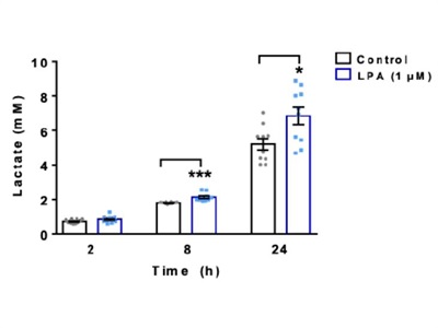 Quantitative Determination of Lactate in Microglia Cells