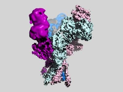 New 3D Structures of NMDA Receptors Can Boost Drug Development for Brain Disorders