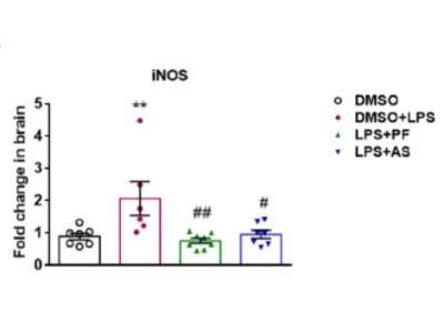 A Reliable Primer for Detection of iNOS Expression