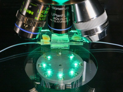 Stain-free 3D Imaging Method Reveals Cellular Components in Single-cell Screening