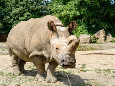 Stem Cell Breakthrough Could Help ‘Rewind’ Extinction of Northern White Rhinos