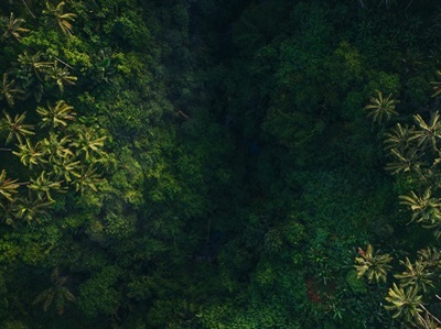 Machine Learning Helps Nation Map Trees, Carbon Stock