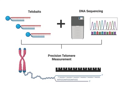 Accurate Measurement of Biological Aging Using High-throughput Sequencing