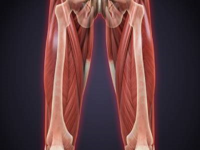 Study Reveals Limitations of Using Animal Models to Predict Human Muscle Properties