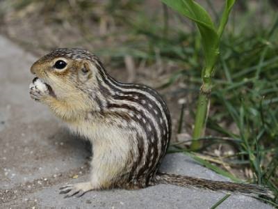  Ask the Scientist: How ‘Extreme’ Animals Can Help Improve Drug Discovery