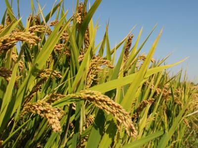 Research Suggests Genetically Modified Rice Could Grow in Martian Soil