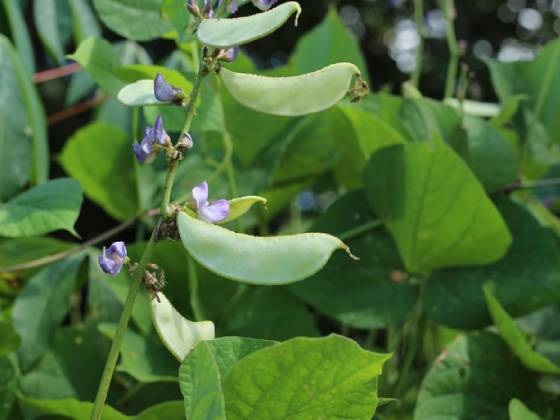 Full Genome Sequence of ‘Orphan Crop’ Could Improve Food Security