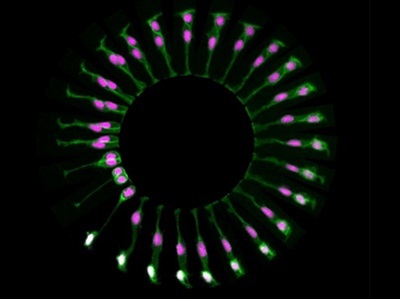 LABTips: Optimizing Live-cell Imaging