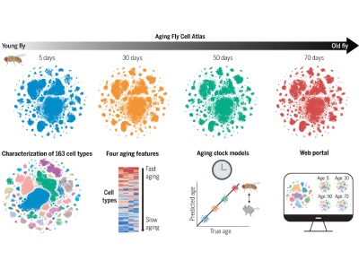 Cell Aging Patterns Discovered in Fruit Flies