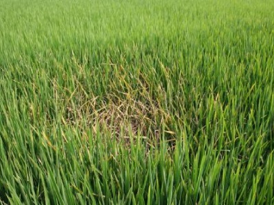 Genome Editing Leads to New Disease-Resistant Rice