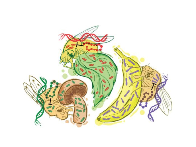 How Immune Defenses Adapt to Evolutionary Forces Within an Environment