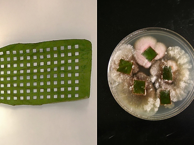 Novel Antifungal Molecule Discovered