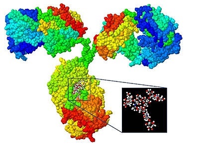 Ask the Scientist: Advancing Glycan Research for Personalized Medicine
