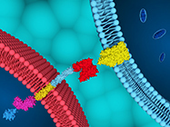 Tips & tricks for microplate reader cell signalling applications