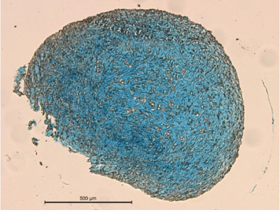 Alcian Blue Staining to Confirm Chondrogenesis