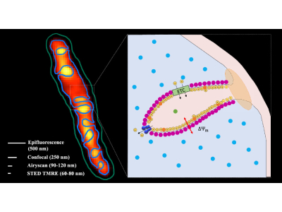 Researchers Observe Electrophysiological Functionality of Mitochondria