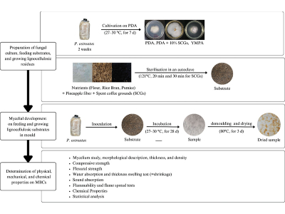 Novel Mycelium-Based Material Developed Using Coffee Grounds and Pineapple Fibers